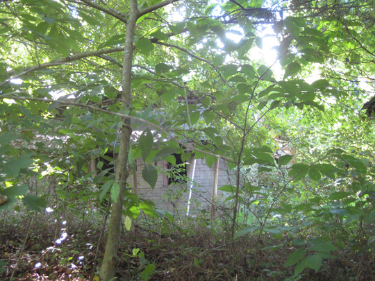 Overgrown site of cabin